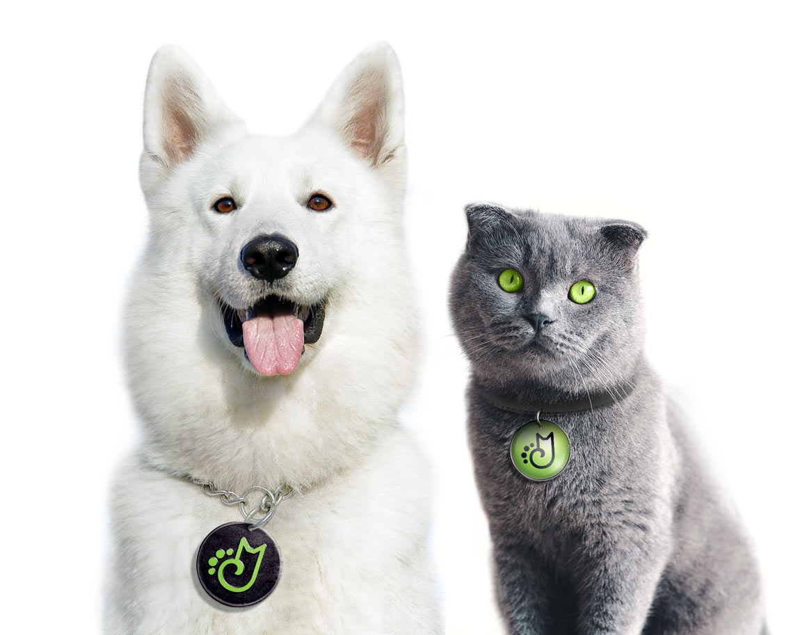 Pets find out. Логотип корма для животных. Pet food banner. Кормов для домашних животных «Джанди» упаковка.